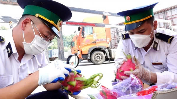 KIỂM DỊCH THỰC VẬT TRONG XUẤT NHẬP KHẨU: LIỆU BẠN ĐÃ BIẾT?